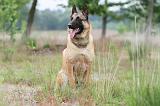 MALINOIS 578